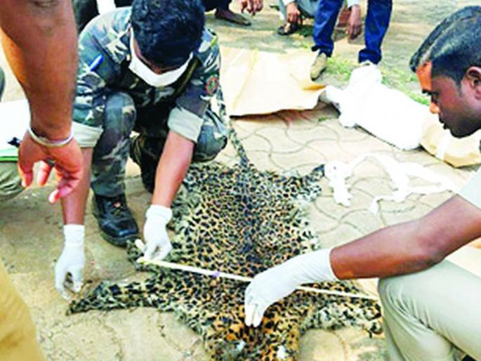 The leopard was electrocuted | त्या बिबट्याची करंट लावून केली शिकार The leopard was electrocuted | त्या बिबट्याची करंट लावून केली शिकार
