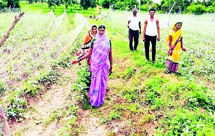 Cultivation of vegetable crops | उमऱ्या पद्धतीने भाजीपाला पिकाची लागवड