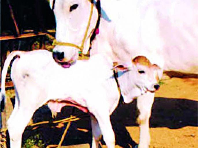 Selection of 299 villages to increase milk production | दुग्ध उत्पादन वाढीसाठी २१९ गावांची निवड