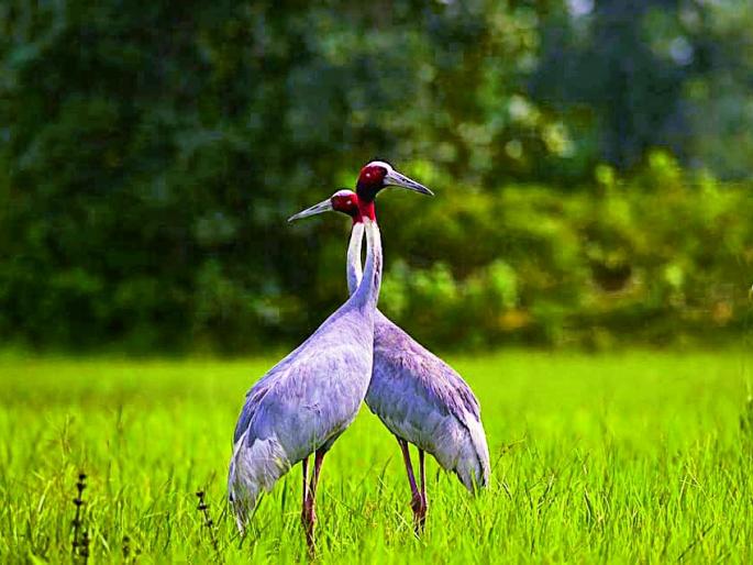 Folklore in 78 villages of 'Storkype' | ‘सारस स्केप’ च्या ७८ गावांत लोकचळवळ Folklore in 78 villages of 'Storkype' | ‘सारस स्केप’ च्या ७८ गावांत लोकचळवळ