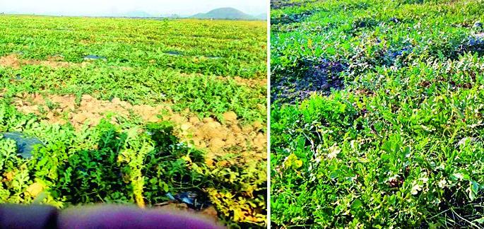 Illegal planting of turquoise in Itiadoh badge | इडियाडोह बुडीत क्षेत्रात टरबुजाची अवैध लागवड Illegal planting of turquoise in Itiadoh badge | इडियाडोह बुडीत क्षेत्रात टरबुजाची अवैध लागवड