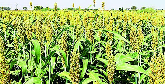 Jawar is a substitute for paddy cultivation in the district | जिल्ह्यात धान लागवडीला ज्वारीचा पर्याय Jawar is a substitute for paddy cultivation in the district | जिल्ह्यात धान लागवडीला ज्वारीचा पर्याय