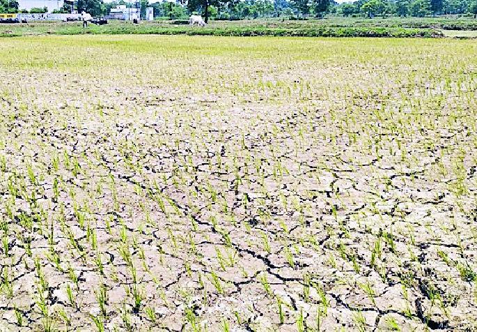 Nine percent of the planting season in the district | जिल्ह्यात नऊ टक्के रोवण्या-आवत्या