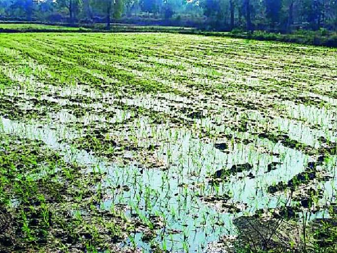 Scatter the hail crops | गारपिटीचा पिकांना फटका Scatter the hail crops | गारपिटीचा पिकांना फटका