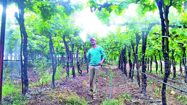 The grapevines strike out prematurely | द्राक्षबागांना अवकाळीचा तडाखा