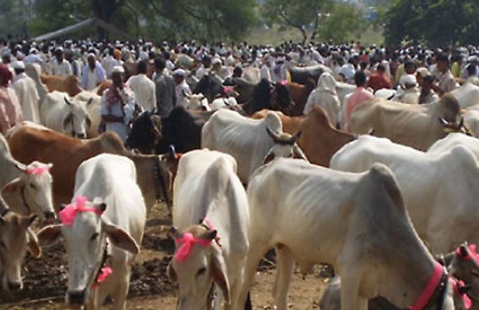 Farmers selling bulls at cheaper rates | सर्जा-राजाची कवडीमोल भावात विक्री... Farmers selling bulls at cheaper rates | सर्जा-राजाची कवडीमोल भावात विक्री...