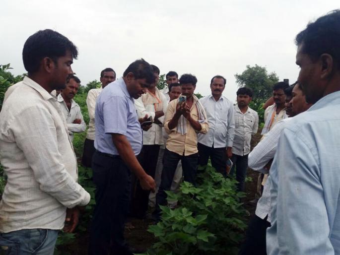 Agriculture Officer directly in the field ... | कृषी अधिकारी थेट शेतात... Agriculture Officer directly in the field ... | कृषी अधिकारी थेट शेतात...