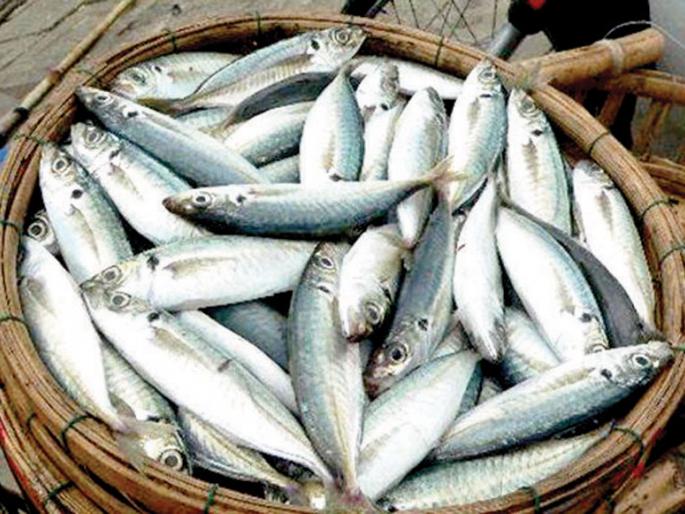 Fishery prices fall, stormy winds blow: Results on fisheries | मासळीचे दर कडाडले, वादळी वाऱ्यांचा फटका : मत्स्य व्यवसायावर परिणाम Fishery prices fall, stormy winds blow: Results on fisheries | मासळीचे दर कडाडले, वादळी वाऱ्यांचा फटका : मत्स्य व्यवसायावर परिणाम