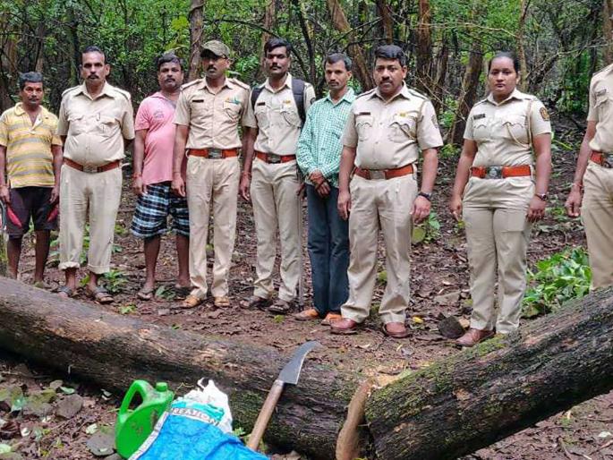 Sindhudurg: tree in Angeiwade Vanamini, both in possession, and three fugitives | सिंधुदुर्ग :  आंजिवडे वनजमिनीत वृक्षतोड, दोघे ताब्यात, तिघे फरारी