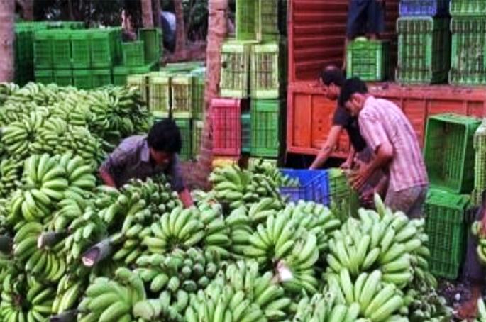 Demand for bananas in Karmala Anmadha taluka in North India | करमाळा अन् माढा तालुक्यातील केळीला उत्तर भारतात मागणी Demand for bananas in Karmala Anmadha taluka in North India | करमाळा अन् माढा तालुक्यातील केळीला उत्तर भारतात मागणी