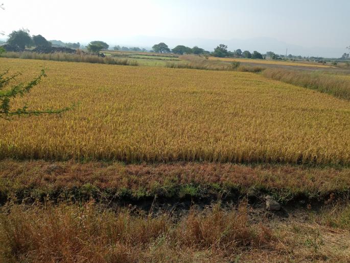 Rice crops are still in the field due to lack of wages | मजुरा अभावी भाताचे पिक अजुनही शेतात Rice crops are still in the field due to lack of wages | मजुरा अभावी भाताचे पिक अजुनही शेतात