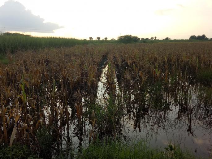 Heavy rains ruin crops | अति पावसाने पिकांची नासाडी  Heavy rains ruin crops | अति पावसाने पिकांची नासाडी