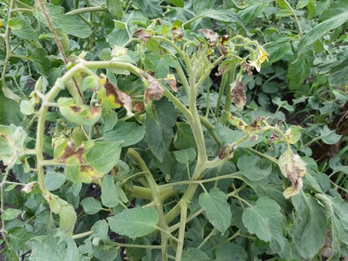 Sankrant on tomatoes due to rains | पावसामुळे टमाट्यावर संक्रांत Sankrant on tomatoes due to rains | पावसामुळे टमाट्यावर संक्रांत