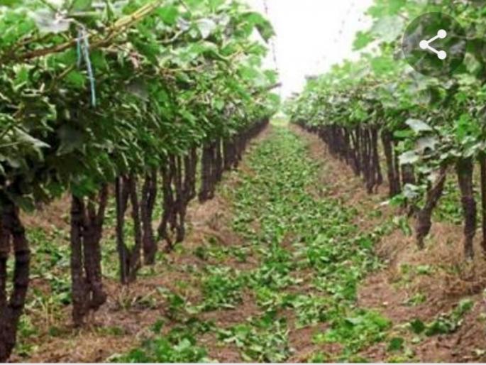 The rain shook the grapes | पावसाने द्राक्षे पंढरी हादरली The rain shook the grapes | पावसाने द्राक्षे पंढरी हादरली