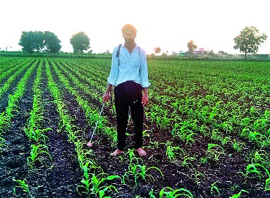American larvae on maize | मक्यावर अमेरिकन अळीचे थैमान American larvae on maize | मक्यावर अमेरिकन अळीचे थैमान