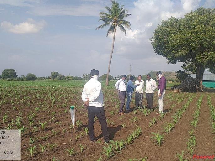 A representative visit to the area affected by the armyworm infestation on maize | मक्यावरील लष्करीअळी प्रादुर्भाव ग्रस्त क्षेत्रास प्रातिनिधीक स्वरूपात भेट A representative visit to the area affected by the armyworm infestation on maize | मक्यावरील लष्करीअळी प्रादुर्भाव ग्रस्त क्षेत्रास प्रातिनिधीक स्वरूपात भेट