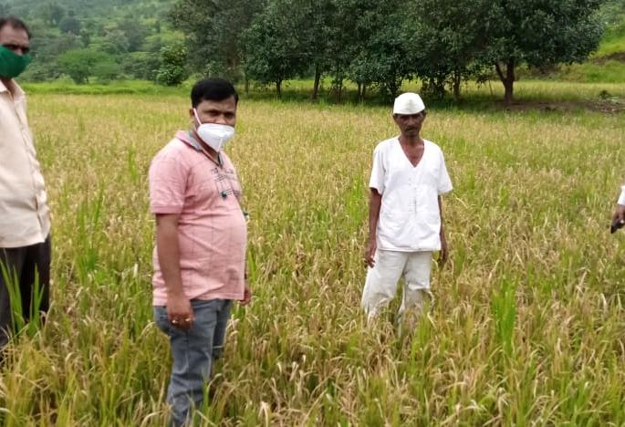 Demand for immediate panchnama of paddy fields damaged due to outbreak of taxa | करपा रोगाच्या प्रादुर्भावाने नुकसान झालेल्या भातशेतीचे त्वरित पंचनामे करण्याची मागणी Demand for immediate panchnama of paddy fields damaged due to outbreak of taxa | करपा रोगाच्या प्रादुर्भावाने नुकसान झालेल्या भातशेतीचे त्वरित पंचनामे करण्याची मागणी