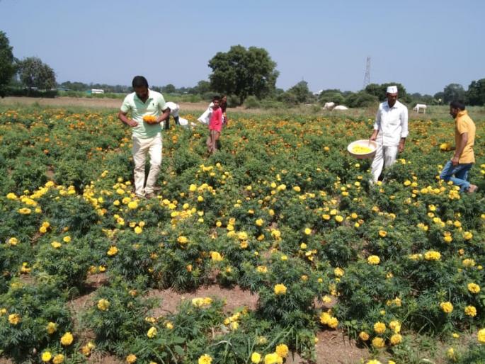 Flowers provided financial support to productive farmers | फुलांनी उत्पादक शेतकऱ्यांना दिला आर्थिक आधार