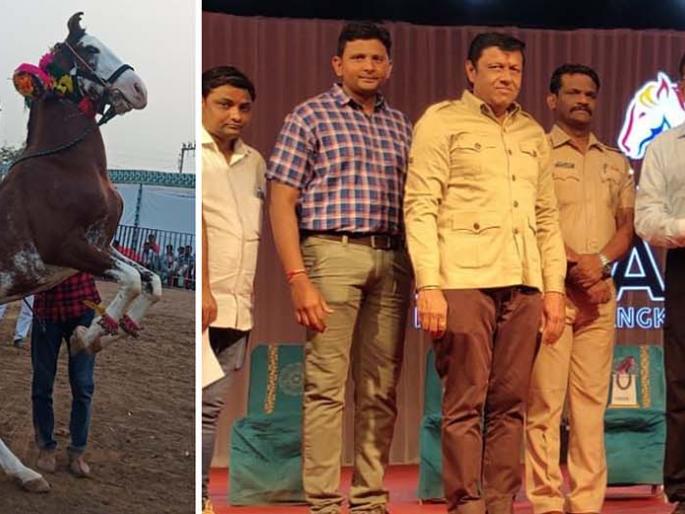 'Suryabhai' bet on horse dance competition | अश्व नृत्य स्पर्धेत ‘सूर्याभाई’ची बाजी 'Suryabhai' bet on horse dance competition | अश्व नृत्य स्पर्धेत ‘सूर्याभाई’ची बाजी