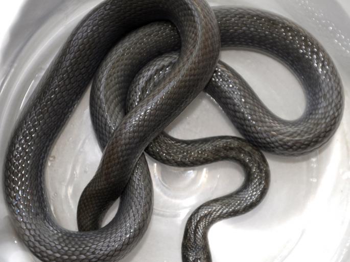 Gajra snake found in Suncity Colony | सनसिटी कॉलनीत आढळला गजरा सर्प Gajra snake found in Suncity Colony | सनसिटी कॉलनीत आढळला गजरा सर्प