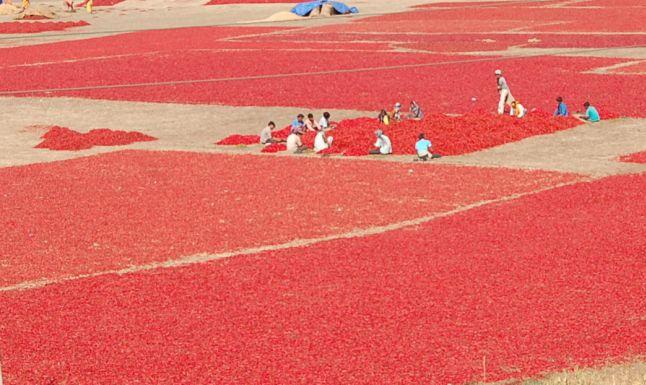 Farmers in drought condition: They are saved by pepper | दुष्काळी स्थितीत शेतक:यांना मिरचीने तारले Farmers in drought condition: They are saved by pepper | दुष्काळी स्थितीत शेतक:यांना मिरचीने तारले
