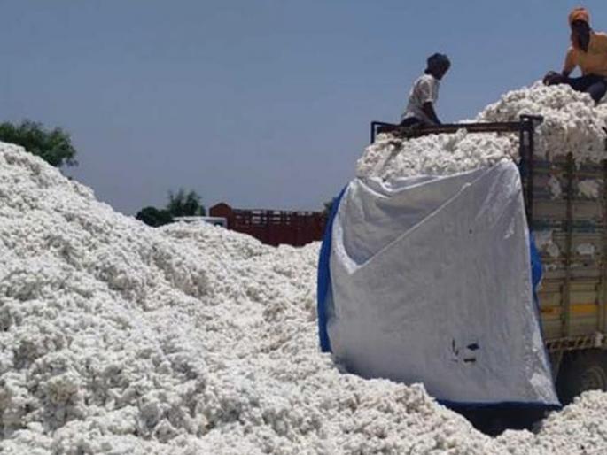 Savvachar bought one lakh quintals of cotton | सव्वाचार लाख क्विंटल कापूस खरेदी Savvachar bought one lakh quintals of cotton | सव्वाचार लाख क्विंटल कापूस खरेदी