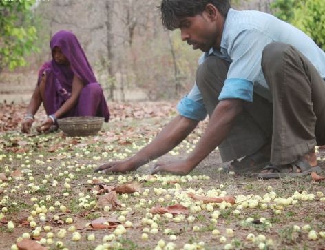 Biscuit project stopped from Mahufula! | महुफूलापासून बिस्कीटचा प्रकल्प रखडला!