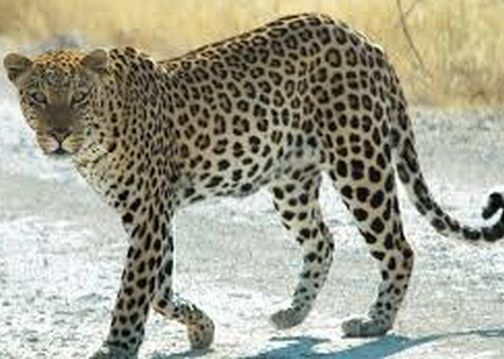 Villagers angry over Bibtaya attack killing women | बिबटय़ाच्या हल्ल्यात महिला ठार झाल्याने ग्रामस्थ संतप्त