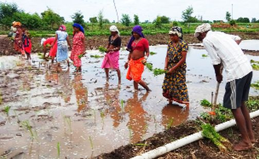 Prolonged rains are likely to reduce yields | पाऊस लांबल्याने उत्पन्नात घट येण्याची शक्यता Prolonged rains are likely to reduce yields | पाऊस लांबल्याने उत्पन्नात घट येण्याची शक्यता