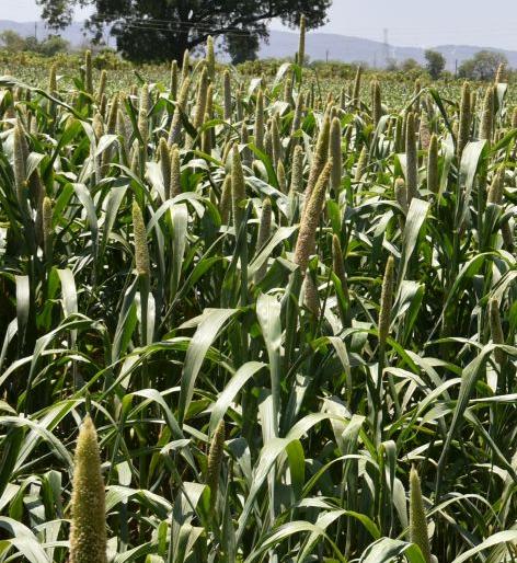 Only three thousand farmers: they got the benefits of livelihood | केवळ तीन हजार शेतक:यांना मिळाला पिकविम्याचा लाभ Only three thousand farmers: they got the benefits of livelihood | केवळ तीन हजार शेतक:यांना मिळाला पिकविम्याचा लाभ