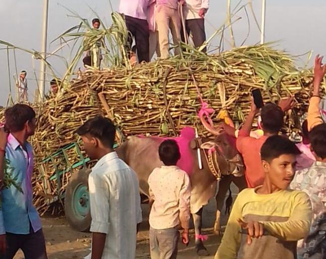 Glorious as the seasonal sugar factory is over | समशेरपूर साखर कारखान्याचा हंगाम संपल्याने जल्लोष Glorious as the seasonal sugar factory is over | समशेरपूर साखर कारखान्याचा हंगाम संपल्याने जल्लोष