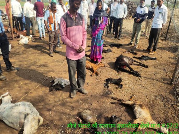 Eight injured: wolves hunt 14 goats | आठ जखमी : लांडग्यांच्या टोळीने केली १४ शेळ्यांची शिकार