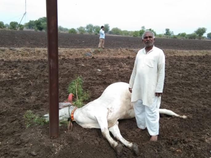 Bull death of electric shock | विजेचा शॉक लागून बैलाचा मृत्यू Bull death of electric shock | विजेचा शॉक लागून बैलाचा मृत्यू