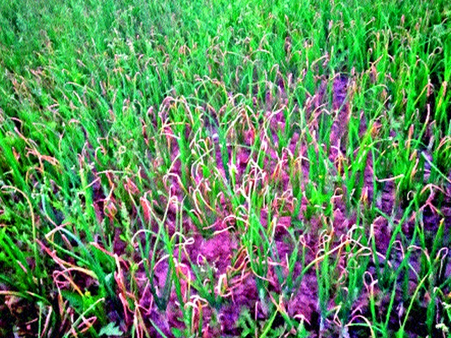 Influence of Karpa Disease on Onion | कांद्यावर करपा रोगाचा प्रादुर्भाव Influence of Karpa Disease on Onion | कांद्यावर करपा रोगाचा प्रादुर्भाव