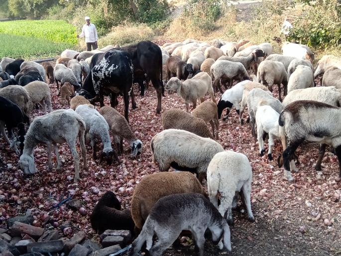 Onion goats and goats, stored in straw | चाळीत साठवून ठेवलेला कांदा शेळ्या-मेंढ्यांना Onion goats and goats, stored in straw | चाळीत साठवून ठेवलेला कांदा शेळ्या-मेंढ्यांना
