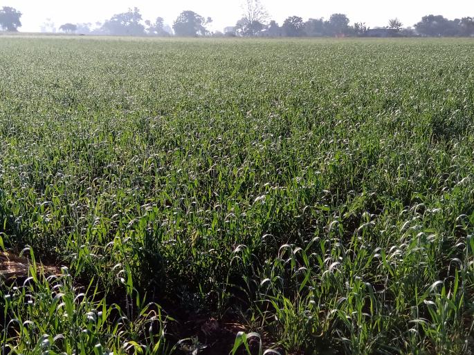 Rabbi of climate change hits crops | हवामान बदलाचा रब्बी पिकांना फटका Rabbi of climate change hits crops | हवामान बदलाचा रब्बी पिकांना फटका