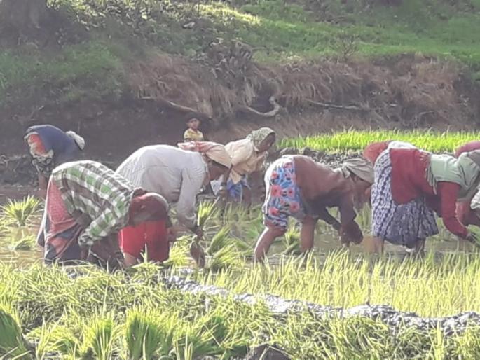 The tone of Rama Ho Rama in the rice paddy, the movement of traditional songs | भाताच्या शिवारात रामा हो रामाचे स्वर, पारंपरिक गीतांची चलती The tone of Rama Ho Rama in the rice paddy, the movement of traditional songs | भाताच्या शिवारात रामा हो रामाचे स्वर, पारंपरिक गीतांची चलती