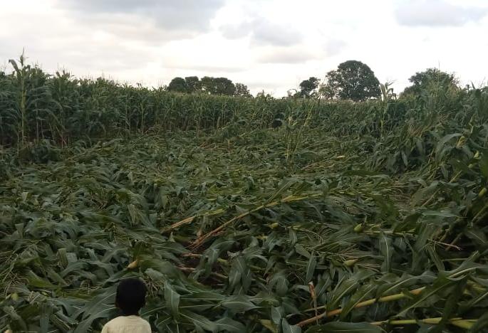 Maize flat at Karsule | कारसुळे येथे मका भुईसपाट Maize flat at Karsule | कारसुळे येथे मका भुईसपाट