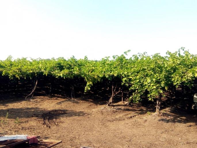 In the crisis of grape due to water | पाण्याअभावी द्राक्षबागा संकटात In the crisis of grape due to water | पाण्याअभावी द्राक्षबागा संकटात