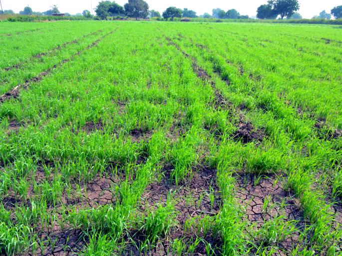 Parbhani: Sow wheat, gram flour | परभणी : गहू, हरभऱ्याचा वाढला पेरा