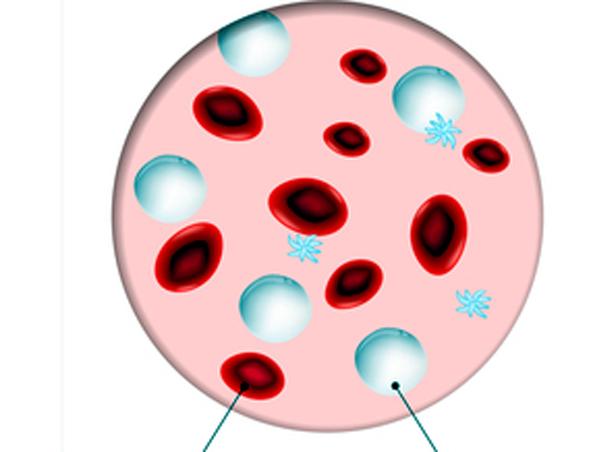 Parbhani: Blood samples of 200 people taken for bone marrow | परभणी: बोनमॅरोसाठी २०० जणांचे रक्त नमुने घेतले Parbhani: Blood samples of 200 people taken for bone marrow | परभणी: बोनमॅरोसाठी २०० जणांचे रक्त नमुने घेतले