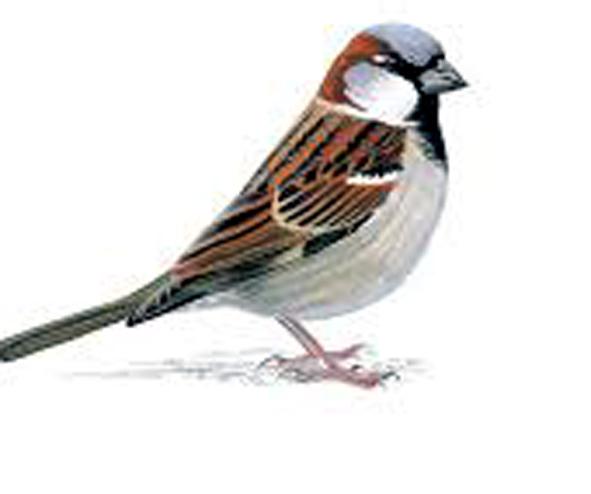 Parbhani: Celebrates World Chimney Day at Sheelgaon | परभणी: शेळगाव येथे जागतिक चिमणी दिवस साजरा