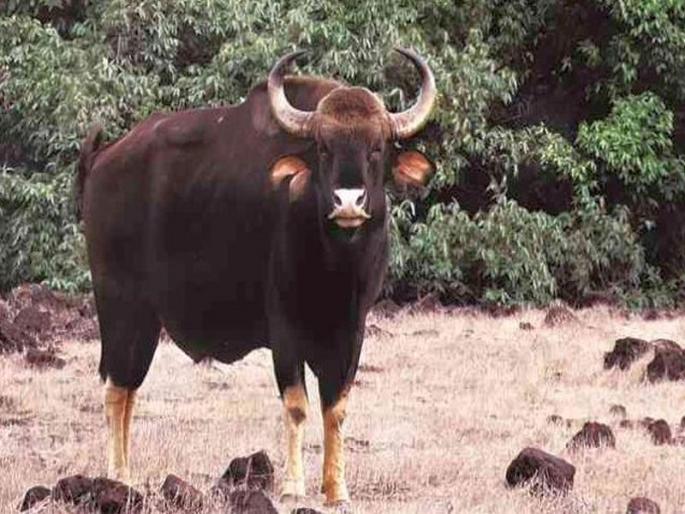 The number of wildlife is worrisome; Only one rangawa in north Maharashtra | वन्यजीवांची घटती संख्या चिंताजनक; उत्तर महाराष्ट्रामध्ये केवळ एक रानगवा The number of wildlife is worrisome; Only one rangawa in north Maharashtra | वन्यजीवांची घटती संख्या चिंताजनक; उत्तर महाराष्ट्रामध्ये केवळ एक रानगवा