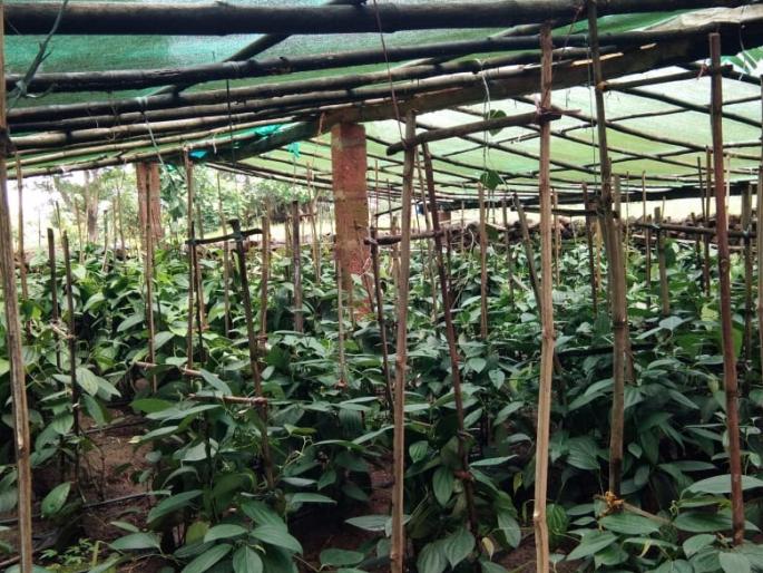 Ratnagiri: A modern combination of agriculture, coupled with the cultivation of various vegetables | रत्नागिरी : शेतीला आधुनिकतेची जोड, जोडीला विविध भाज्यांच्या लागवडीतून उत्पन्न Ratnagiri: A modern combination of agriculture, coupled with the cultivation of various vegetables | रत्नागिरी : शेतीला आधुनिकतेची जोड, जोडीला विविध भाज्यांच्या लागवडीतून उत्पन्न