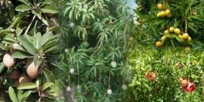 Women farmers deprived of orchard subsidy | महिला शेतकरी फळबाग अनुदानापासून वंचित
