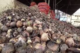 Pol onion rotted in the area including Nagarsul | नगरसुलसह परिसरात पोळ कांदा सडला Pol onion rotted in the area including Nagarsul | नगरसुलसह परिसरात पोळ कांदा सडला