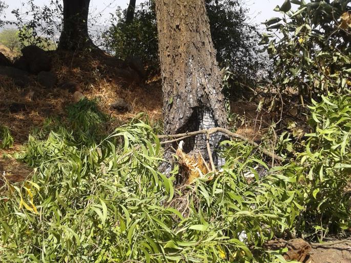 Satara: Blossoming in the Hands before. Now the tree is missing! The troubles of the troubles of the bourgeoisie are: Plow the dough to hide the evidence. | सातारा : आधी बुंध्यात निखारे.. आता झाडच गायब !, विघ्नसंतोषींचा उपद्रव सुरूच : पुरावा लपविण्यासाठी खोडावर पालापाचोळा Satara: Blossoming in the Hands before. Now the tree is missing! The troubles of the troubles of the bourgeoisie are: Plow the dough to hide the evidence. | सातारा : आधी बुंध्यात निखारे.. आता झाडच गायब !, विघ्नसंतोषींचा उपद्रव सुरूच : पुरावा लपविण्यासाठी खोडावर पालापाचोळा