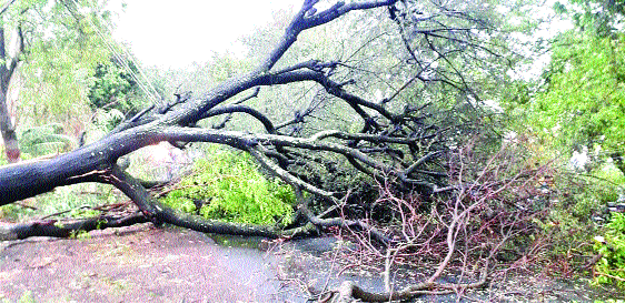 Patala wind storm hits | पाटणला वादळी वाऱ्याचा तडाखा  Patala wind storm hits | पाटणला वादळी वाऱ्याचा तडाखा