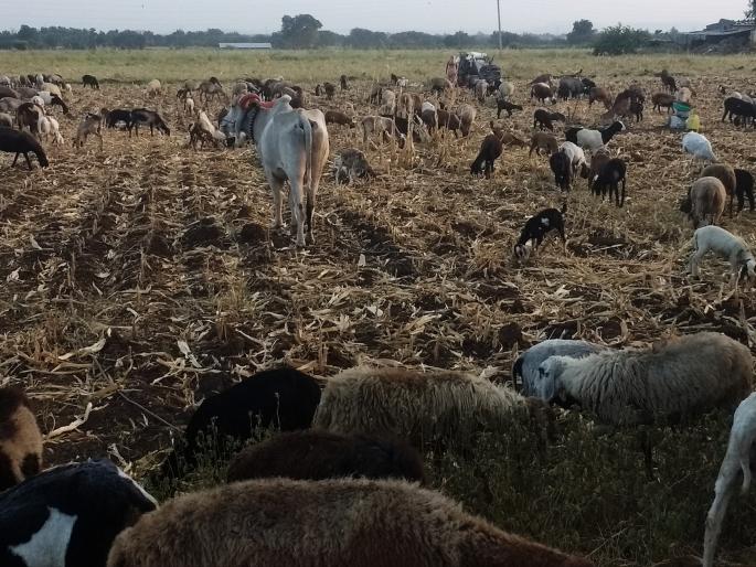 Farmers worry about cattle feed | गुरांचा चाऱ्यासाठी शेतकरी चिंताग्रस्त Farmers worry about cattle feed | गुरांचा चाऱ्यासाठी शेतकरी चिंताग्रस्त