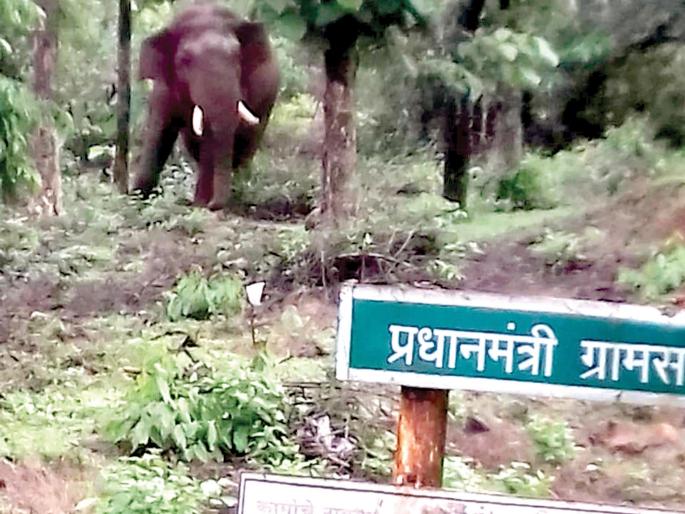 The elephant was sent to the country, as a fortress survived the youth | हत्ती भेकुर्लीत दाखल, दैव बलवत्तर म्हणून युवक बचावला The elephant was sent to the country, as a fortress survived the youth | हत्ती भेकुर्लीत दाखल, दैव बलवत्तर म्हणून युवक बचावला
